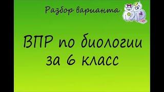 Биология. Разбор варианта ВПР по биологии 6 класс. Вариант 1