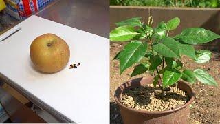 Grow pear tree from store-bought pear