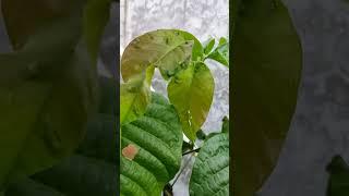 Growing Santol (Cotton Fruit) in a Container: A Complete Guide