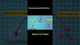 Chemoautotrophic Nutrition #biology #science #ncert #ytshorts