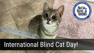 BCR News - International Blind Cat Day!