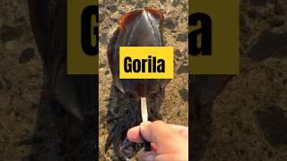 Cerita lucu tentang suasana kebun binatang #shorts #ceritapendek #viralvideo #jokes #humor #lucu