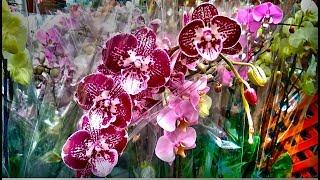 Orchids Obi Sale