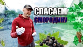 Спасаем кусты смородины от тли. Самые действенные способы!