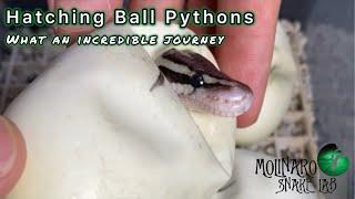 We hatched some amazing snakes in this clutch!