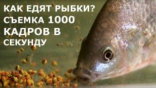 Как едят рыбки, замедленная съемка 1000 кадров секунду. Ты этого не знал!