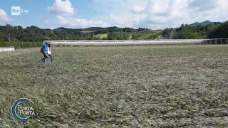 Emilia Romagna, i danni dell'alluvione al raccolto della frutta - Porta a porta 25/05/2023