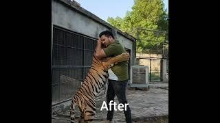 Tiger cub to big size  | Nouman Hassan Vlogs |