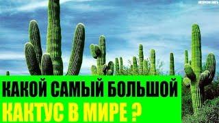 Какой самый большой кактус в Мире?