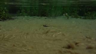 Cadiz Springs