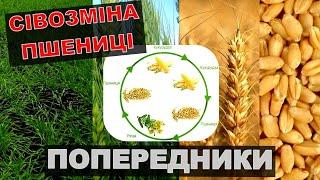 Які Попередники для пшениці?Сівозміна пшениці.Після яких культур сіяти пшеницю?Яка Краща сівозміна?