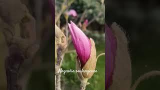 Funny Magnolia soulangeana or tulip tree #shorts #herbarium