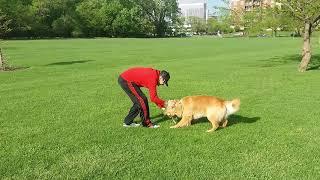 Dog Training By MasterPaw | Vinny From My Book! | Dog Training Course |™MasterPaw Official