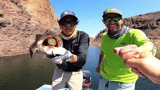 Pesca de Lobinas Gigantes con Swimbaits Gigantes en Presa Calles