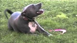 Troy Smith & Tito Pit Bull Obedience Training (Los Angeles Dog Training) Part 2