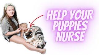 How to help your puppies nurse - Tips and Tricks