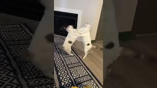 Proud of this one  #cats #catshorts #funnyanimals #indooroutdoorkat
