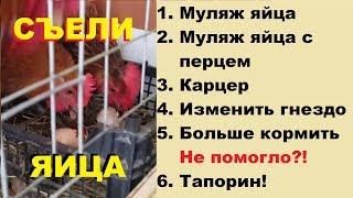 Куры едят свои яица. Что делать?