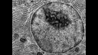 Histología de la Célula CAPÍTULO 1