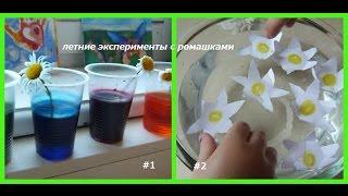 Летние эксперименты с ромашками. Делаем с детьми.