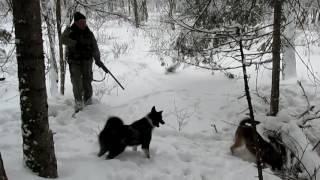 Рай для охотника, охота на кабана с собаками, шальной секач!