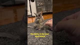 franklin the grey mouse lemur  #animals #cute #funny #cool #funnyanimals #lemur #amazing #animal