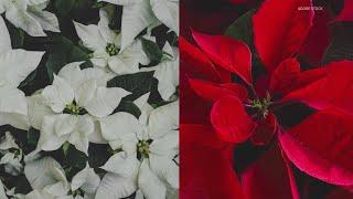 Are poinsettias deadly to cats and dogs?