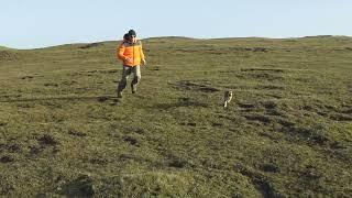 Pippa the dog running about.