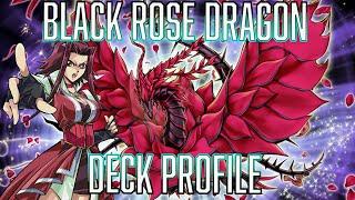 YUGIOH Black Rose Dragon Deck Profile Sep 2024