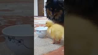 surprised dog seeing cute duckling for first time