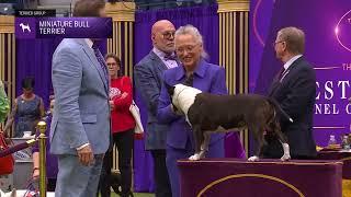 Miniature Bull Terriers | Breed Judging 2024