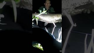 #bigfish #амур 7кг #рыбалкавузбекистане #баликови 2023 #fishing