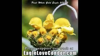 Paul White Gold Eagle  Soul Star Guides of Infinite Multidimensionality   #paulwhitegoldeagle