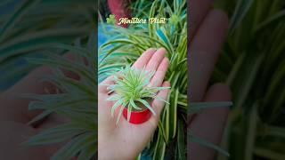 DIY Miniature Plant  #shorts #youtubeshorts #youtubepartner #diy #craft #handmade #art #plants