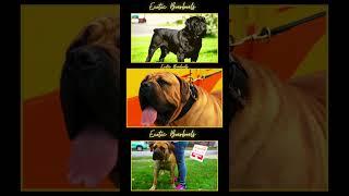 Exotic Boerboels #1 BEST Puppy Breeders  #boerboels