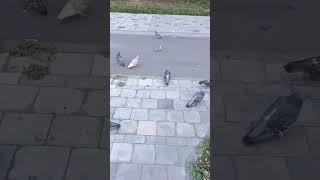 Ничего не обычного просто парочка попугаев прибилась к стае голубей
