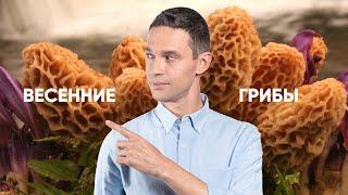 СМОРЧКИ, СТРОЧКИ — первые весенние грибы!