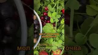 Чем удобрять голубику и как часто