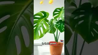 Can Plants Really Hear Music? Here's What Science Says! 🪴 #shorts