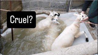 Cruel?? Making life easy dipping sheep #farm #farming #irish #Ireland #lambs #cows #sheep