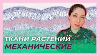 Ткани растений  —  Механические ткани. ЦТ/ЦЭ/устный экзамен