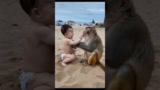 Touching Moment: MONKEY Plays with a Human Baby