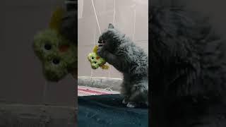 Its play time hooman  #luna #persiancat #catlover #cat #catvideos #love #trendingshorts #shorts