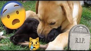 DOG EATS CAT  BONES CRACKING 