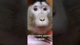Брад, я хочу удалит Фрифаир  #rek #ещкере #monkey #omega #brother #браток #перезалив #фрифаер