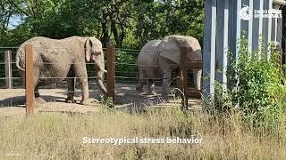 10 Worst Zoos for Elephants - #2 Kansas City Zoo