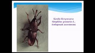 Ионова ЕА Вредители зерна и других сельскохозяйственных продуктов при хранении