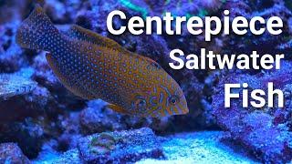 17 Centrepiece Saltwater Fish For EVERY Size Tank!