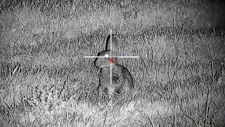 RABBIT HUNTING with the DNT THERMNIGHT and 17HMR