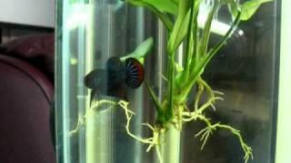 Wild-type Betta imbellis in his new home